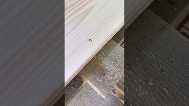 Скрытые Дефекты Древесины: Реальная Картина Сортности