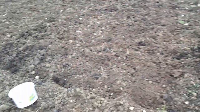 Начала первую прополку картофеля. Посадила фасоль .