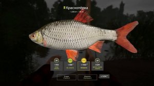 ✮ р. Сура ✮ Краснопёрка ✮ Русская рыбалка 4 ✮