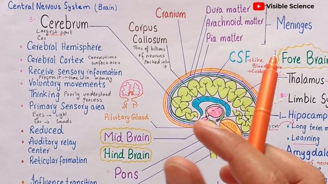 Human brain structure and function | central nervous system