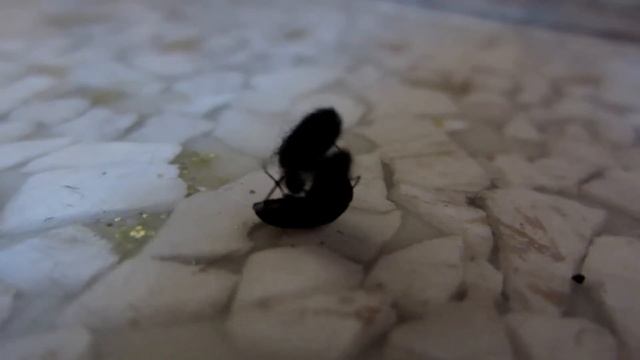 Bug's can play to.... Járnsmiðir geta líka leikið sér. смотреть онлайн