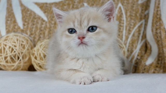 Tonya ZOJKA - Female, BRI cy 24 смотреть онлайн