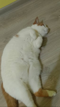 обзор кошки