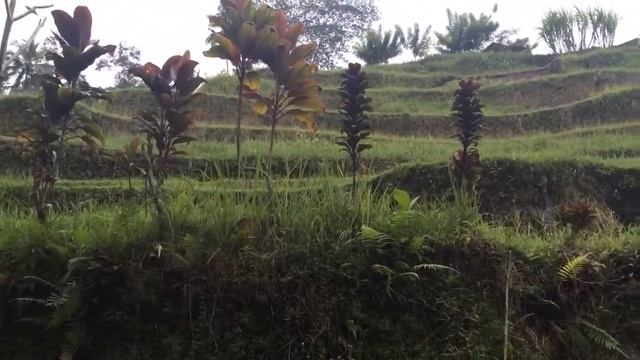VLOG: BALI. UBUD. MONKEY FOREST. RICE TERRACE. KOPI LUWAK. WATERFALL