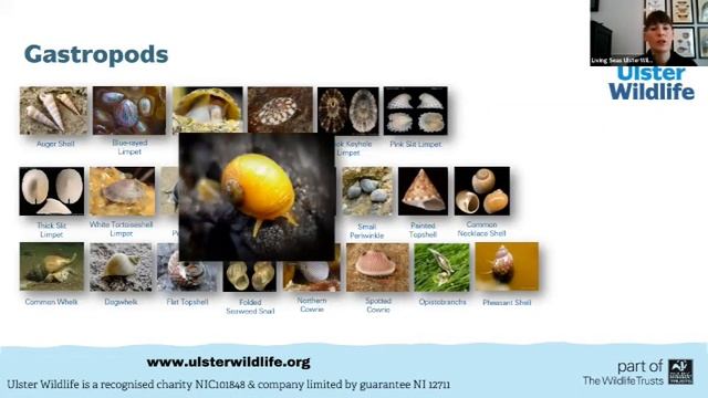 Know Your Coast. Part 2: Our Living Seas смотреть онлайн