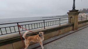 ОДЕССА ❤️ ПОЗИТИВ❗️МОРЕ ЗОЛОТОЙ БЕРЕГ❗️ПРИВЕТ ИЗ АФРИКИ❗️ХАКЕРСКАЯ АТАКА ❗️