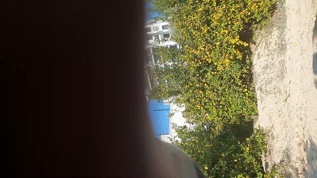 ГОРОД МЕРСИН В ТУРЦИИ✌️😎 АПЕЛЬСИНОВО- ЛИМОННЫЙ САД🍊🍊🍊🍋🍋🍋30 ДЕКАБРЯ 2022 ГОДА))) смотреть онлайн