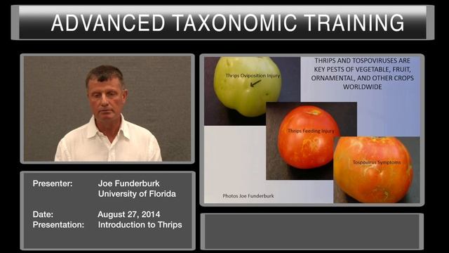 Introduction to Thysanoptera (Thrips) смотреть онлайн