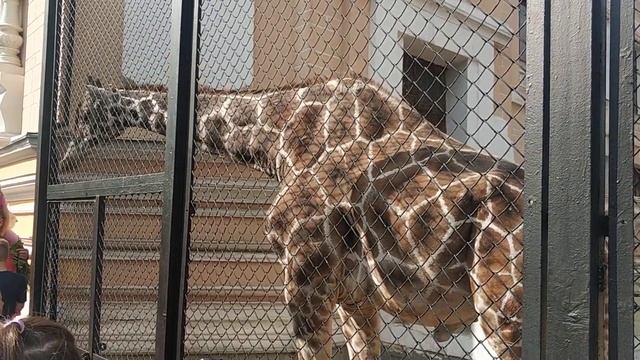 Zoo жираф смотреть онлайн