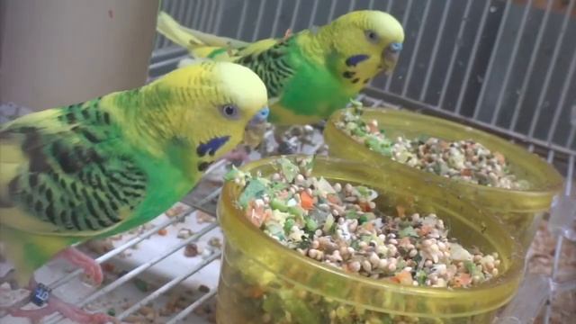 How To Get Budgies/Parakeets To Eat Veggies(Волнистых попугаев) смотреть онлайн