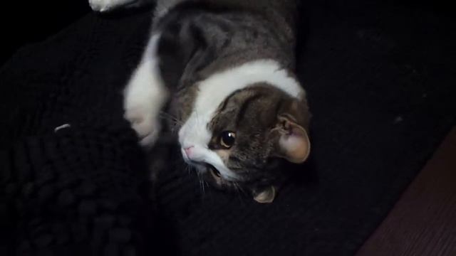 кошка Кукушка смотреть онлайн