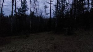 Лес Козьи Горы в Березках поздним вечером.