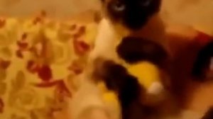 Приколы !!! Обнимашки