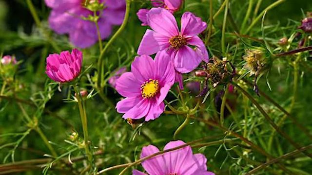 cosmea 3641263 340 смотреть онлайн
