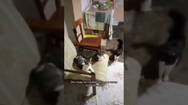Не допустить бессмысленного размножения! Поможем вместе стерилизовать 25 кошек