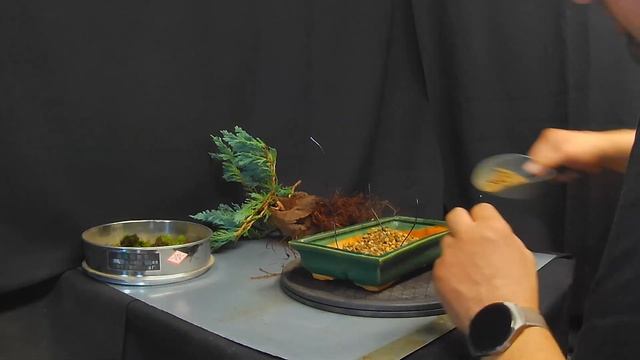 Juniperus "Blue Chip" Erstgestaltung Tanuki смотреть онлайн