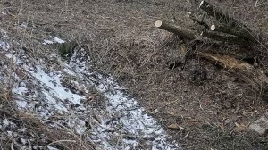 19.03.2025.Усадьба Парк Кино Ляхово. Парк Кошек. Домодедово. Ликвидация поваленных, аварийных деревь