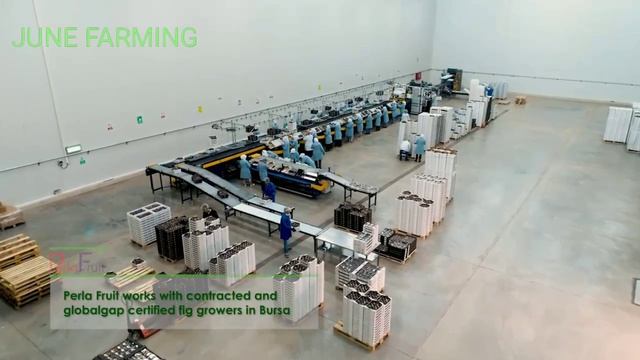 Turkey Fig Harvesting and Processing with Modern Technology | @junefarming1444