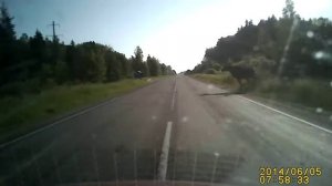 Лось прыгнул под колёса