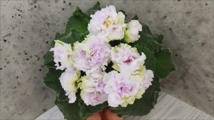 Фиалка АВ-Свадебное Путешествие
