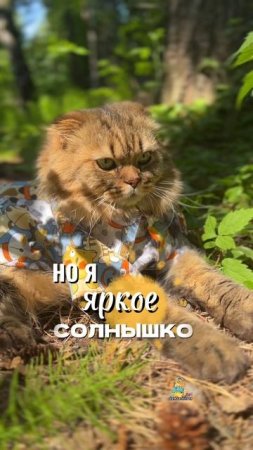 А ты луна или солнце?😸 #котики #тренд #котик