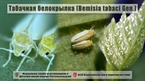 Табачная белокрылка (Bemisia tabaci Gen.)