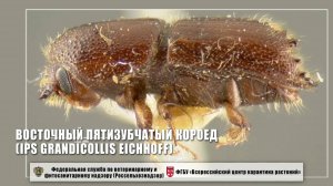 Восточный пятизубчатый короед (Ips grandicollis Eichhoff)