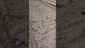 Дела огородные.Лук взошел под спанбондом очень быстро и дружно!
