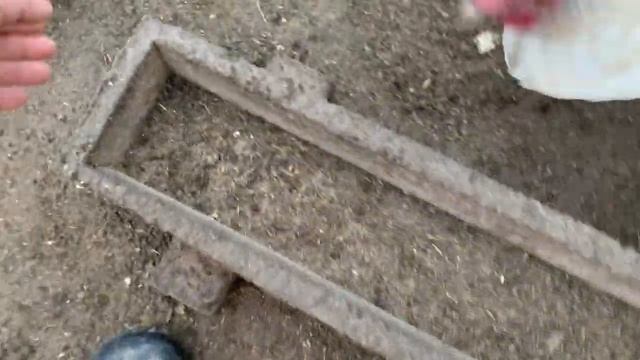Курица заболела_10 день инкубации в РЯБА 36_ овоскопирую яйцо у квочки_17 марта 2025 года