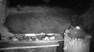 Мыши дерутся - 5 января 2021