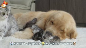 Котята и Щенята 😹 Кошки и Собаки ❣️🥰😂 (36)