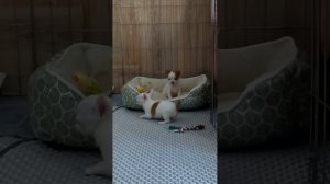 ГУЛЁНЫ