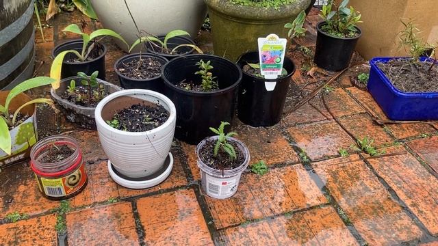 Plant Spotting - Free Garden Nursery - Lavender Seedling смотреть онлайн