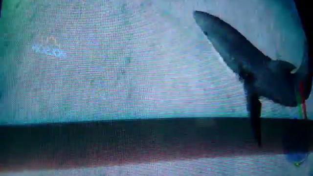 Great White Shark Cries смотреть онлайн