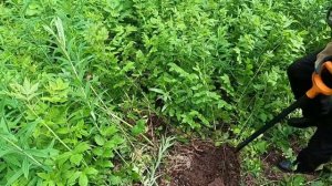 СНОВА СЕРЕБРО!!! КОП ПО ВЫБИТЫМ МЕСТАМ.