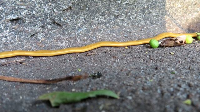 Planarian Bipalium nobile crawls in front of the camera for 7 and a half minutes смотреть онлайн