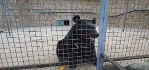 Гималайский медведь