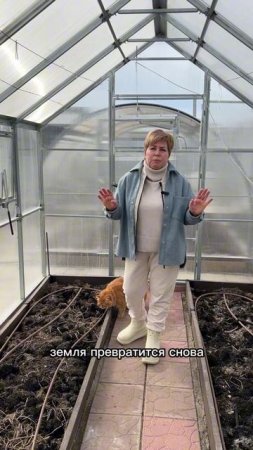 ПОЧЕМУ В ТЕПЛИЦЕ ПОЗЕЛЕНЕЛА ПОЧВА И ЧТО С ЭТИМ ДЕЛАТЬ