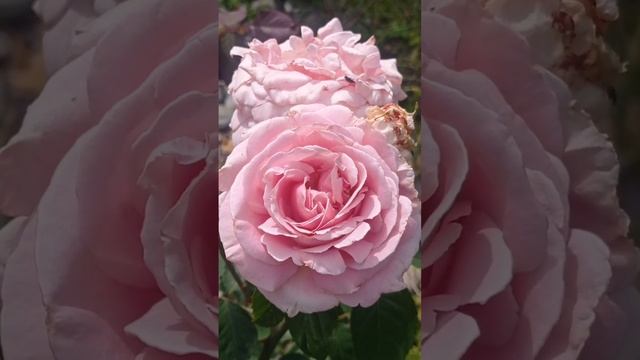 7.7 календарь цветения цфо рудбекия хоста роза дельфиниум мучнистая роса #сад #flower #garden #дача смотреть онлайн