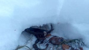 установка капканов на лису под след, на тропе проверенный способ