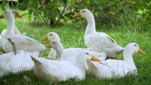 Voices and sounds of animals: cat, dog, cow, horse, sheep, goat, rabbit, et al. Farm Animal Sounds.