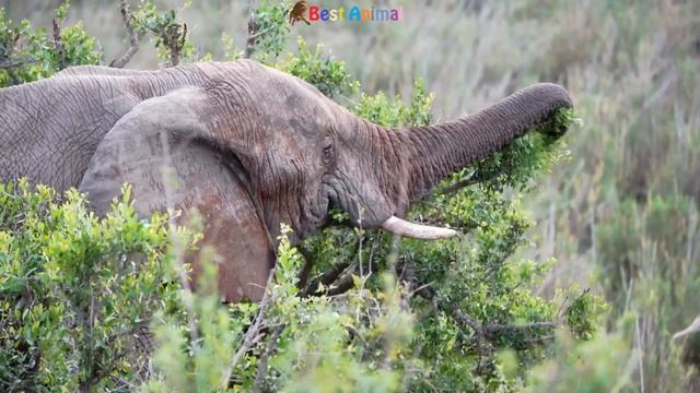 Running speed of animals - cow, dog, cat, tiger, leopard, snake, dog смотреть онлайн