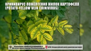 Кринивирус пожелтения жилок картофеля (Potato yellow vein crinivirus)