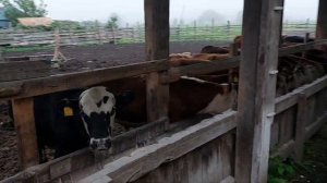 бычки на продажу доращивание