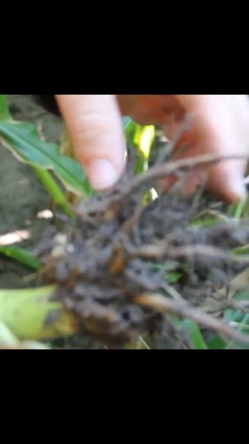 IPM Shorts: Corn Rootworm FEEDING! (Will they find a rootworm beetle?) смотреть онлайн