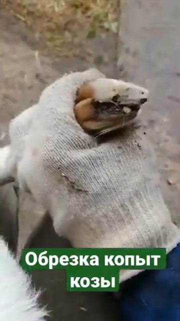 Обрезка / Стрижка копыт козы / козлёнка. Примечание: чистовую зачистку делаем после среза! смотреть онлайн