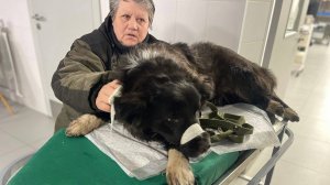 Спасаем сбитого пса