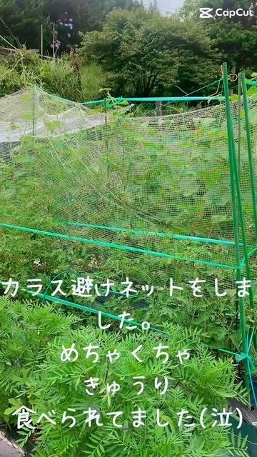 #カラス避けネットと#テントウムシダマシ　#自然栽培 #農業 #土屋自然農園　#黒滝村 #garden #gardening #organic #無肥料無農薬 смотреть онлайн