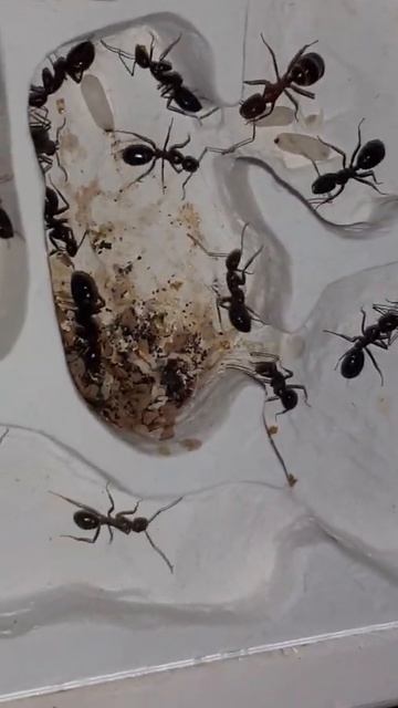 Camponotus Aethiops #4 [25/08/2021] смотреть онлайн