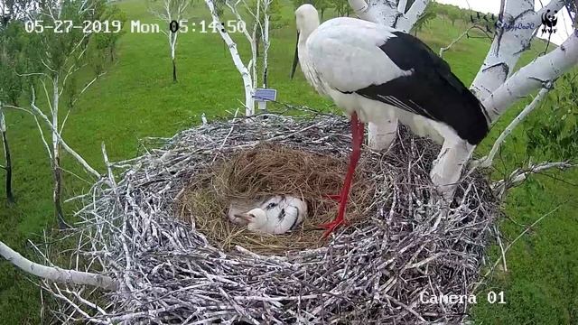 Аист укрывает своих птенцов, чтобы они не мерзли смотреть онлайн